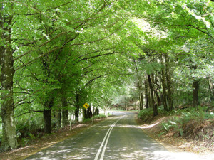 Road under lush green tree leaves 